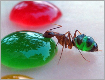 coloured-ants1 coloured-ants1