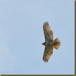 Red-tailed Hawk - Soar