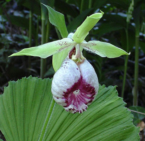 [Copy%2520of%2520cypjaponicum%255B3%255D.jpg]