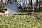 Come on Rufus - follow Billie to the hay shed!