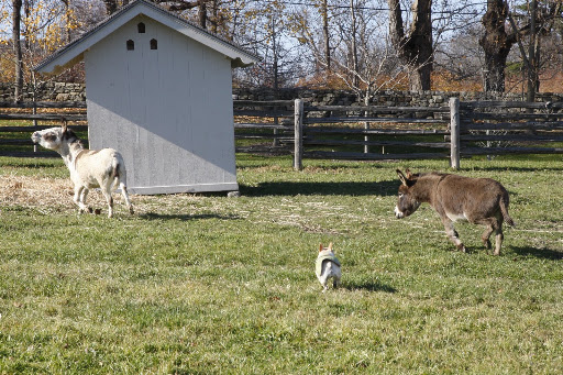Come on Rufus - follow Billie to the hay shed!