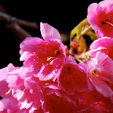Lijiang - flowers in the sun...