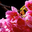 Lijiang - flowers in the sun...