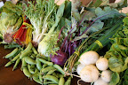 Three kinds of salad greens: swiss chard, peas, bok choy, kohlrabi, scallions, turnips, and the herb savory