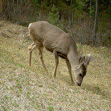 Mammals - Canada