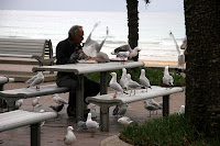 Seagulls