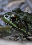 DSC_0130a_2.JPG