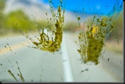 bug splatter bug splatter