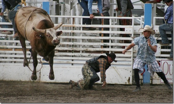 692 bull (640x381) 692 bull (640x381)