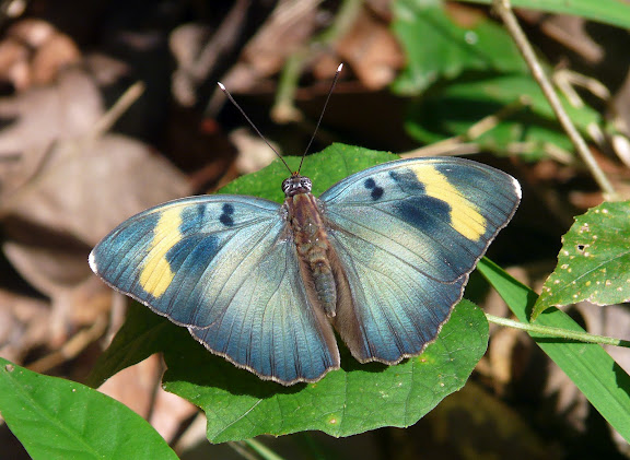 Euphaedra medon innotata HOLLAND, 1920, mâle. Bobiri Forest (Ghana), 15 décembre 2009. Photo : J. F. Christensen