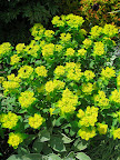 Euphorbia polychroma - I love the clear yellow and neat mounding habit of this perennial (at least in spring - it isn't quite at its best in summer).