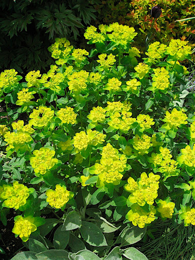 Euphorbia polychroma - I love the clear yellow and neat mounding habit of this perennial (at least in spring - it isn't quite at its best in summer).