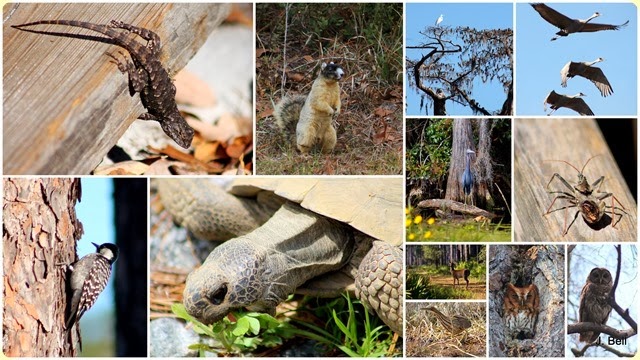 71 Okefenokee NWR 2012-131