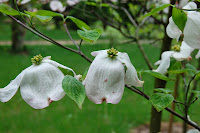 2014 április 26 Kámoni arborétum Cornus florida virágos som (1).jpg