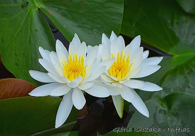 Glória Ishizaka - flores 103