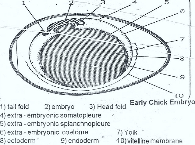 [FOETAL-EMBRYO-MEMBRANES-%2520CHICK%255B16%255D.jpg]