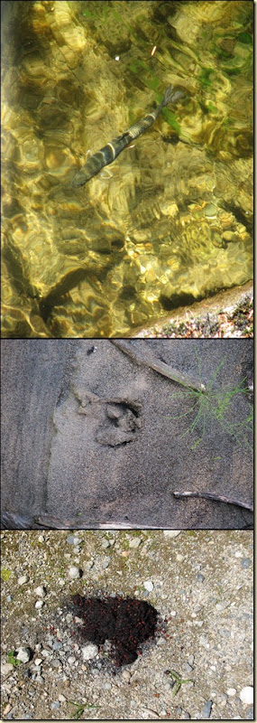 trout, print and poop