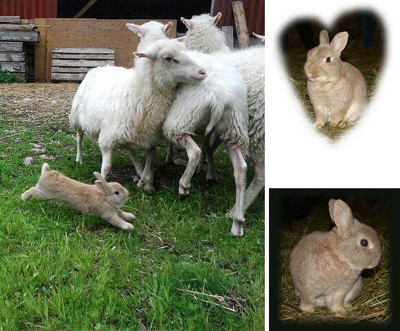 [champis%255B19%255D.jpg]