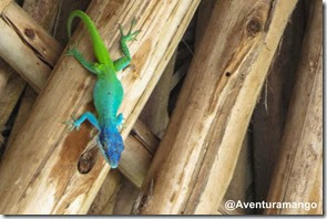 Lagarto com mimetismo Lagarto com mimetismo
