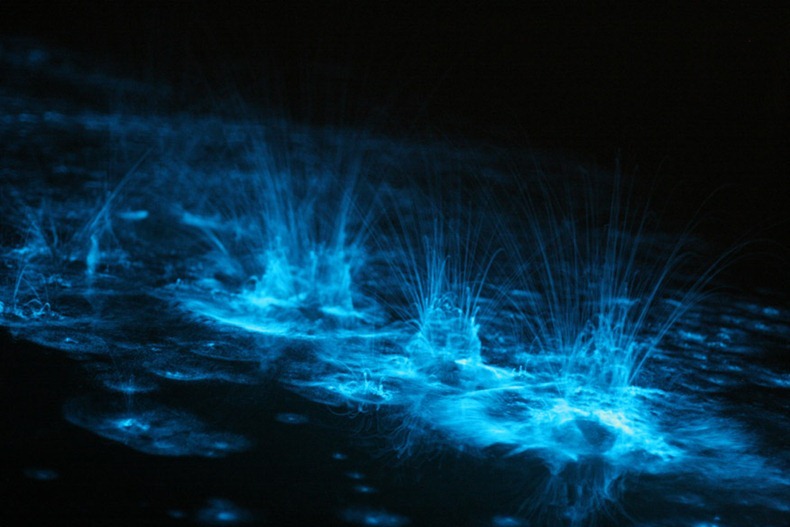 Hồ Gippsland (Úc) với làn nước phát ánh sáng xanh kỳ ảo Bioluminescence5%25255B3%25255D
