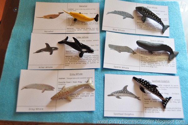 Whales and Dolphins (FREE Matching and Fact Cards)