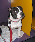 Elliot (a Staffordshire Bull Terrier) is a trained seizure alert dog!