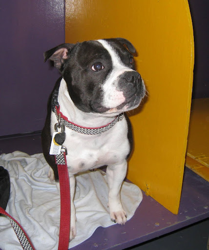 Elliot (a Staffordshire Bull Terrier) is a trained seizure alert dog!