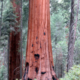 Sequoia and Kings Canyon NP