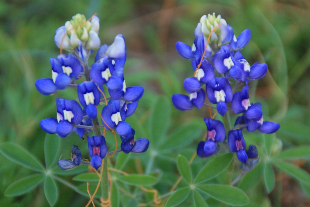 [IMG_6918%255B4%255D.jpg]