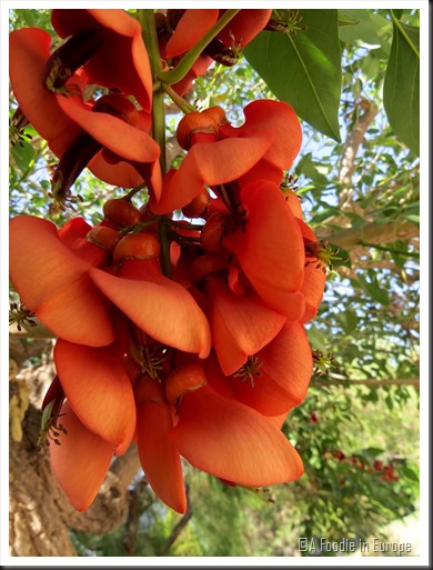 red flowers 2