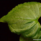 Arisaema Dahaiense