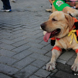 Pet Express Doggie Run 2012 Philippines. Jpg (246).JPG