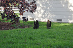  Chicken Gallery