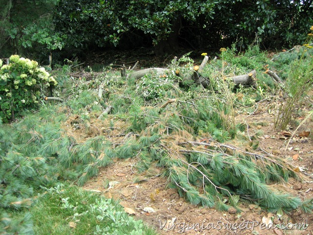 [Pine%2520on%2520Big%2520Flowerbed4%255B3%255D.jpg]