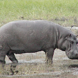 Zambia, Botswana, and Zimbabwe, 2004