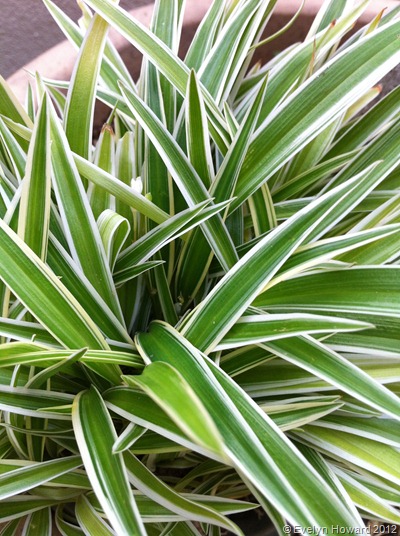 Green foliage