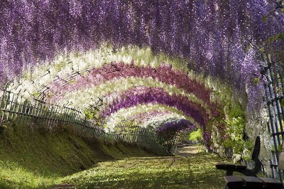 [Wisteria-Flower-Tunnel-di-Jepang3.jpg]
