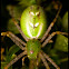 Green Lynx Spider