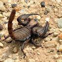 Digging Scorpion