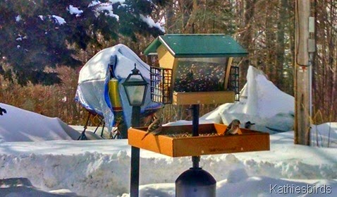 28. birds on feeder 2-24-15-cell pic