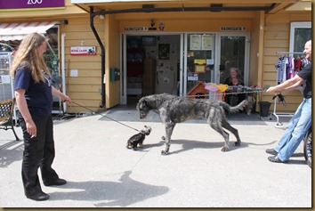 Huldra meets an Irish Wolfhound