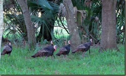 flock of turkey