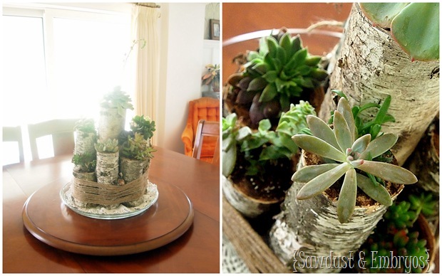 Succulent Centerpiece using Birch Logs {Sawdust & Embryos}