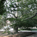 european beech
