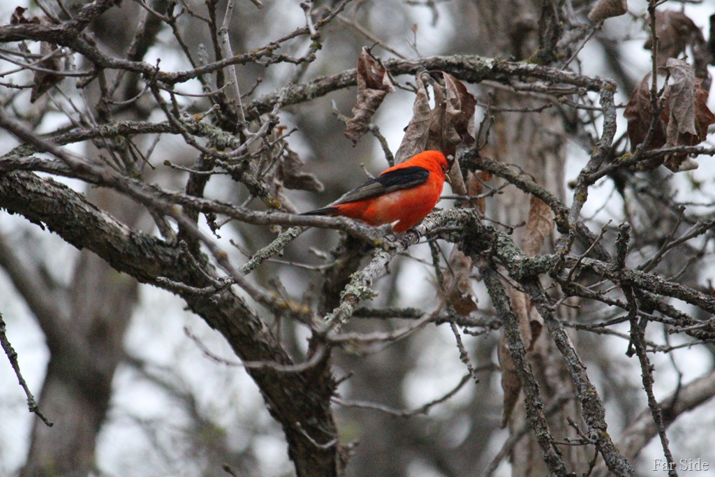 [Scarlet%2520Tanager%2520in%2520the%2520trees%255B9%255D.jpg]