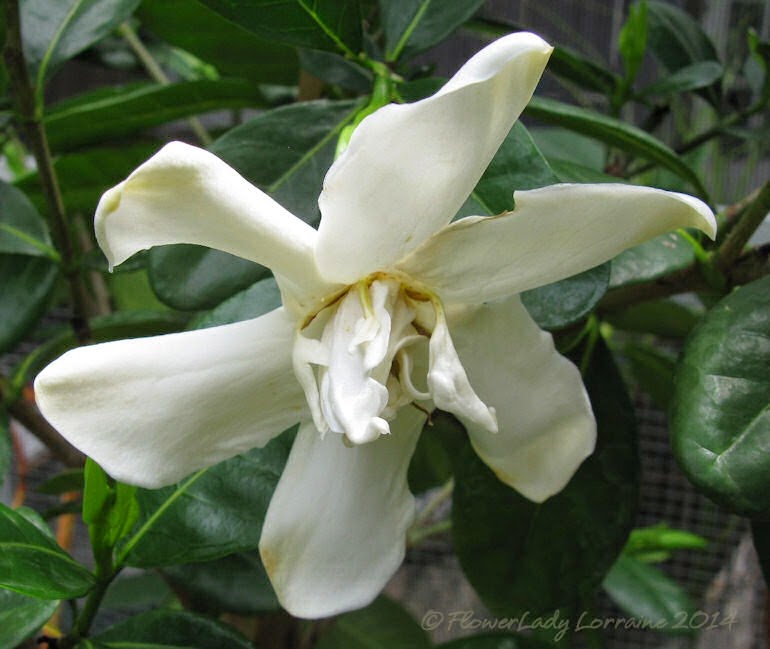 [07-04-tahitian-gardenia%255B4%255D.jpg]