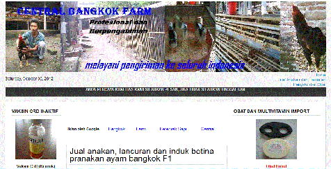 Ayam Bangkok Aduan Budidaya ayam Birma Saigon Vietnam Import Ayam laga