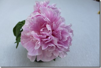 IMG_7493 IMG_7493