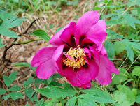 2014 április 26 Kámoni arborétum Paeonia suffruticosa fás bazsarózsa (7).jpg