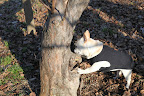 Finding Safety in an Apple Tree